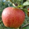 Apple 'Gala'