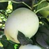 Apple 'Ghost'
