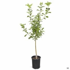 Apple 'Honeycrisp' -Plant Sales Shop Apple Malus Honeycrisp 5gal 29dd2e0e 3387 4b59 a0fc edd210a9fe4d