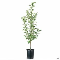 Apple 'Pink Lady' -Plant Sales Shop Apple Malus PinkLady 5gal b2c12ff2 8703 43c9 a031 b48576f34112