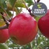 Apple 'Pink Lady', Dwarf