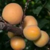 Apricot 'Blenheim'