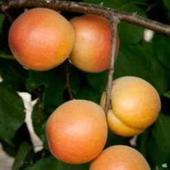Apricot 'Katy' -Plant Sales Shop Apricot PrunusArmeniaca Katy