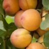 Flavor Delight Aprium® Interspecific Apricot