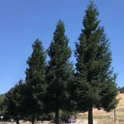 Coastal Redwood 'Aptos Blue'