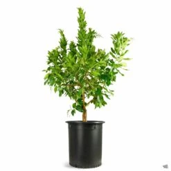 Arbutus 'Marina' Multi-Trunk -Plant Sales Shop ArbutusMarina 15gal Multi 8c959f42 ca5d 4082 8162 0e19f0f8aaf2