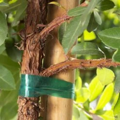 Arbutus 'Marina' Standard Trunk -Plant Sales Shop ArbutusMarina Bark