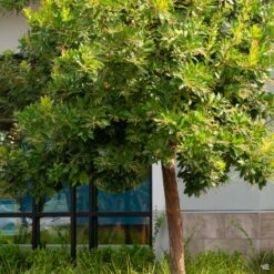 Arbutus 'Marina' Standard Trunk