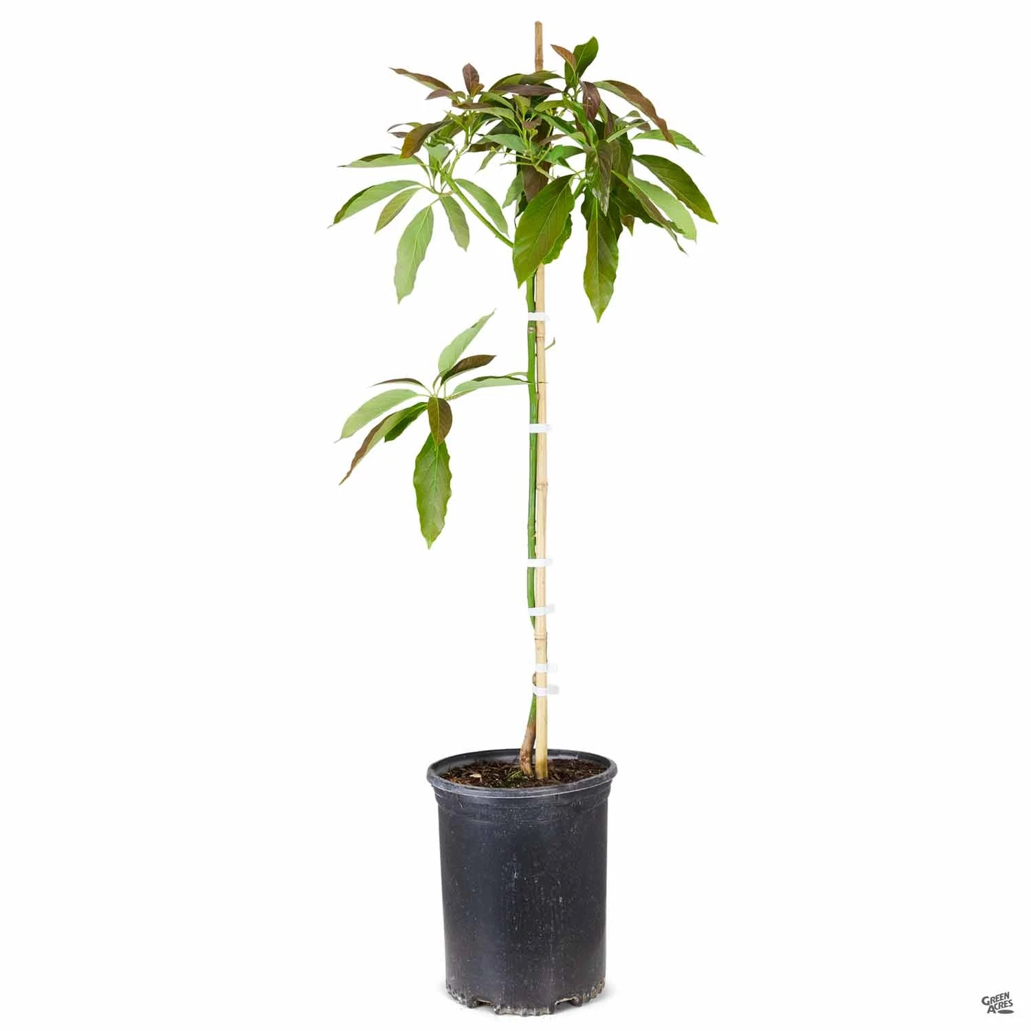 Avocado 'Little Cado' 2 Avocado 'Little Cado' - Image 2