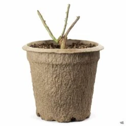 Rose 'Peace' -Plant Sales Shop BarerootRose NonPatent 10inFiberPot e523ba93 7065 468c 9013 d9e3e4fa8355