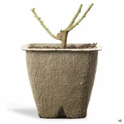 Hot Cocoa™ Rose -Plant Sales Shop BarerootRose Patent 11inFiberPot 4c9bc607 e649 48cd b9c9 6481428d2caf