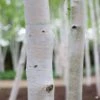 European White Birch Multi-Trunk
