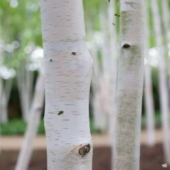 European White Birch Multi-Trunk