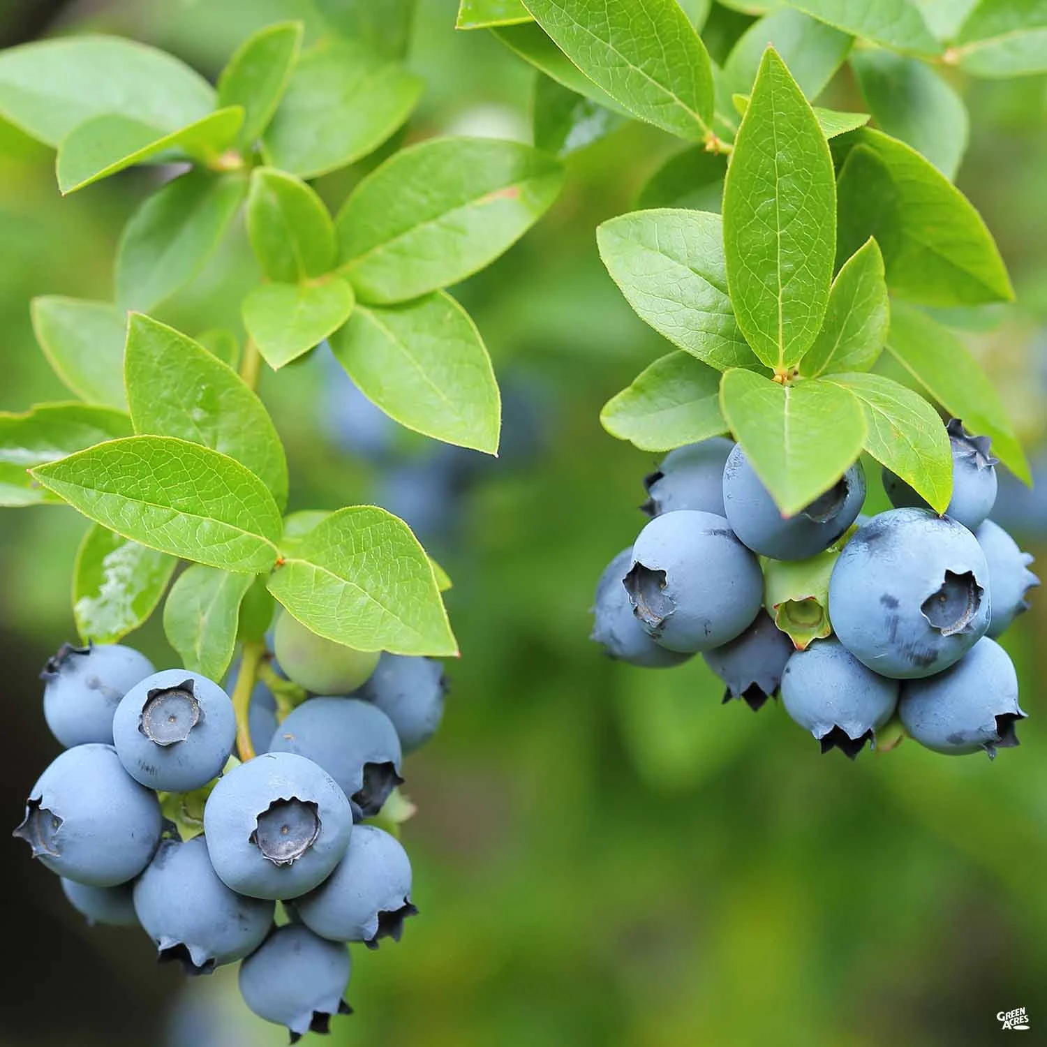 Rabbiteye Blueberry 'Austin' 1 Rabbiteye Blueberry 'Austin'