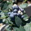 Blueberry 'Misty'