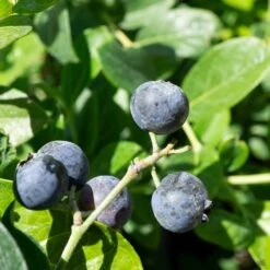 Blueberry Assorted 4" Sleeve -Plant Sales Shop Blueberry Oneal e890e086 4464 4784 9a12 64ee749abec7