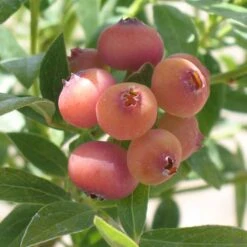 Blueberry Assorted 4" Sleeve -Plant Sales Shop Blueberry PinkLemonade