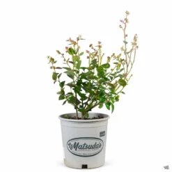 Blueberry 'Spartan' -Plant Sales Shop Blueberry Spartan 2gal fa7bb29e 20f8 4a27 b368 7c67bfe1ead6