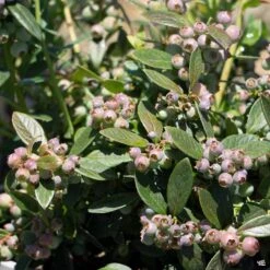 Blueberry 'Sunshine Blue'