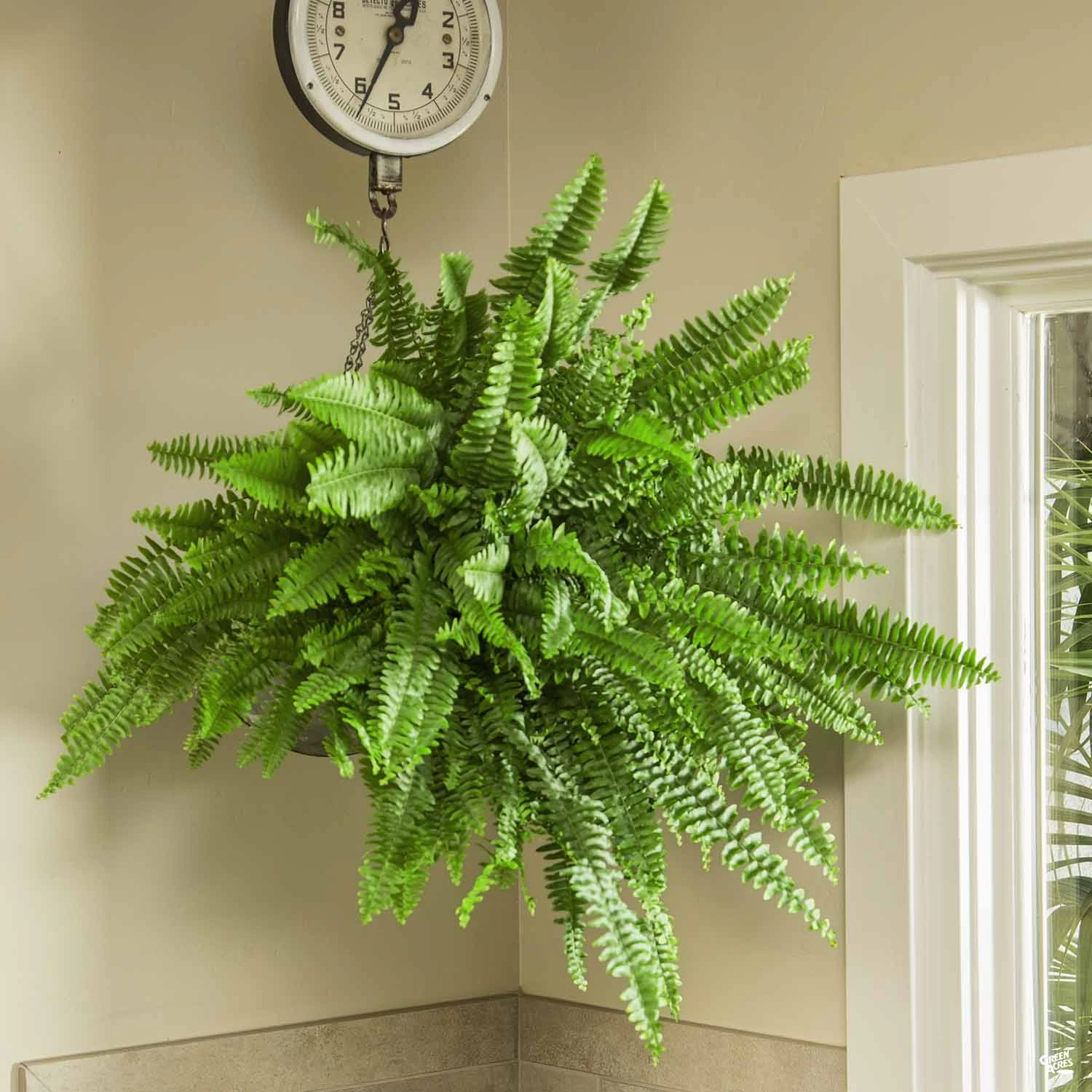 Boston Fern 2 Boston Fern - Image 2