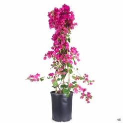 Bougainvillea Staked -Plant Sales Shop Bouganvillea BarbaraKarst 5galstk 36ccb0ae 623c 4b26 9123 b7beda4167d6