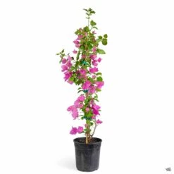 Bougainvillea Staked -Plant Sales Shop Bouganvillea MiamiPink 1galStk