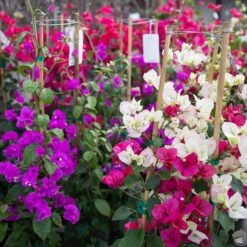 Bougainvillea Staked