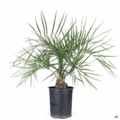 Pindo Palm -Plant Sales Shop Butia JellyPalm 5gal 9850844b 6f6d 4d59 b95e 01386bcf2315