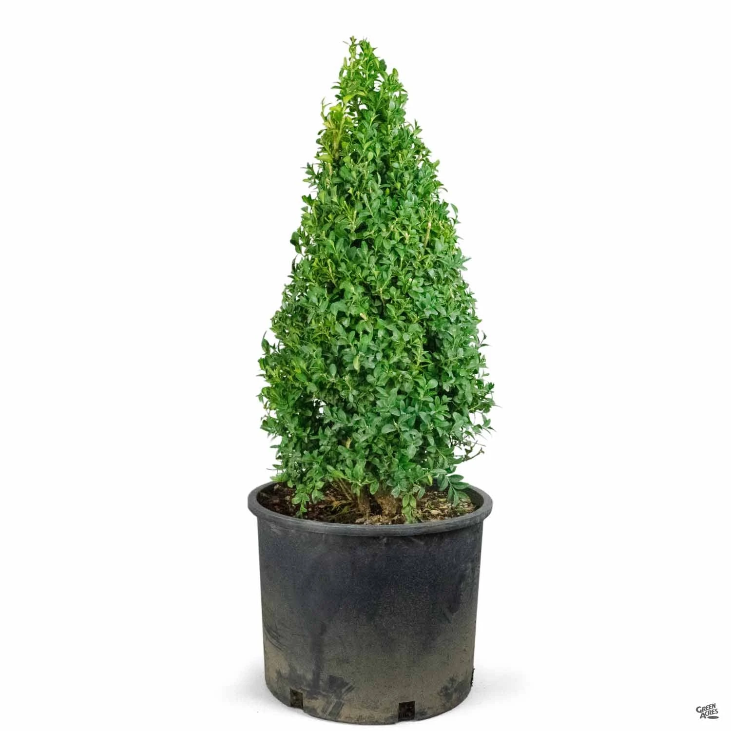 English Boxwood Cone Topiary 1 English Boxwood Cone Topiary