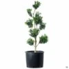 English Boxwood Pom Pom Topiary