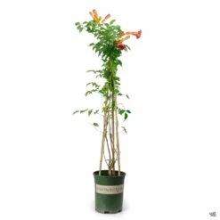 Balboa Sunset® Trumpet Vine | Monrovia -Plant Sales Shop CampsisRadicans TrumpetVine BalboaSunset 1gal Monrovia 4a0e38a6 dd24 43cd a813 d4db573be2dd