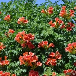 Balboa Sunset® Trumpet Vine | Monrovia