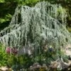 Weeping Blue Atlas Cedar