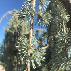 Weeping Blue Atlas Cedar -Plant Sales Shop CedrusAtlantica GlaucaPendula WeepingBlueAtlasCedar Needles