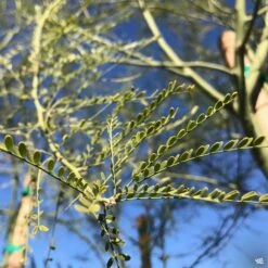 Palo Verde 'Desert Museum' Multi-Trunk -Plant Sales Shop Cercidium PaloVerde DesertMuseum leaves