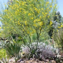 Palo Verde 'Desert Museum' Multi-Trunk -Plant Sales Shop Cercidium PaloVerde MultiTrunk