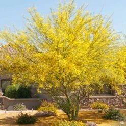 Palo Verde 'Desert Museum' Multi-Trunk