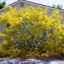 Palo Verde 'Desert Museum' Multi-Trunk -Plant Sales Shop Cercidium PaloVerde MultiTrunk3