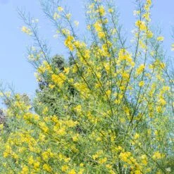 Palo Verde 'Desert Museum' Multi-Trunk -Plant Sales Shop Cercidium PaloVerde Tips