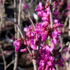 Chinese Redbud 'Don Egolf'
