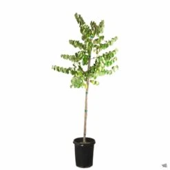 Oklahoma Redbud 10 Oklahoma Redbud -Plant Sales Shop Cercis Oklahoma 15galStd fa245bba c382 4534 831f beddd405a14e