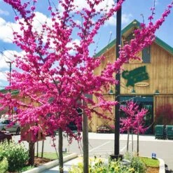 Oklahoma Redbud 8 Oklahoma Redbud -Plant Sales Shop Cercis Oklahoma GANSElkGrove