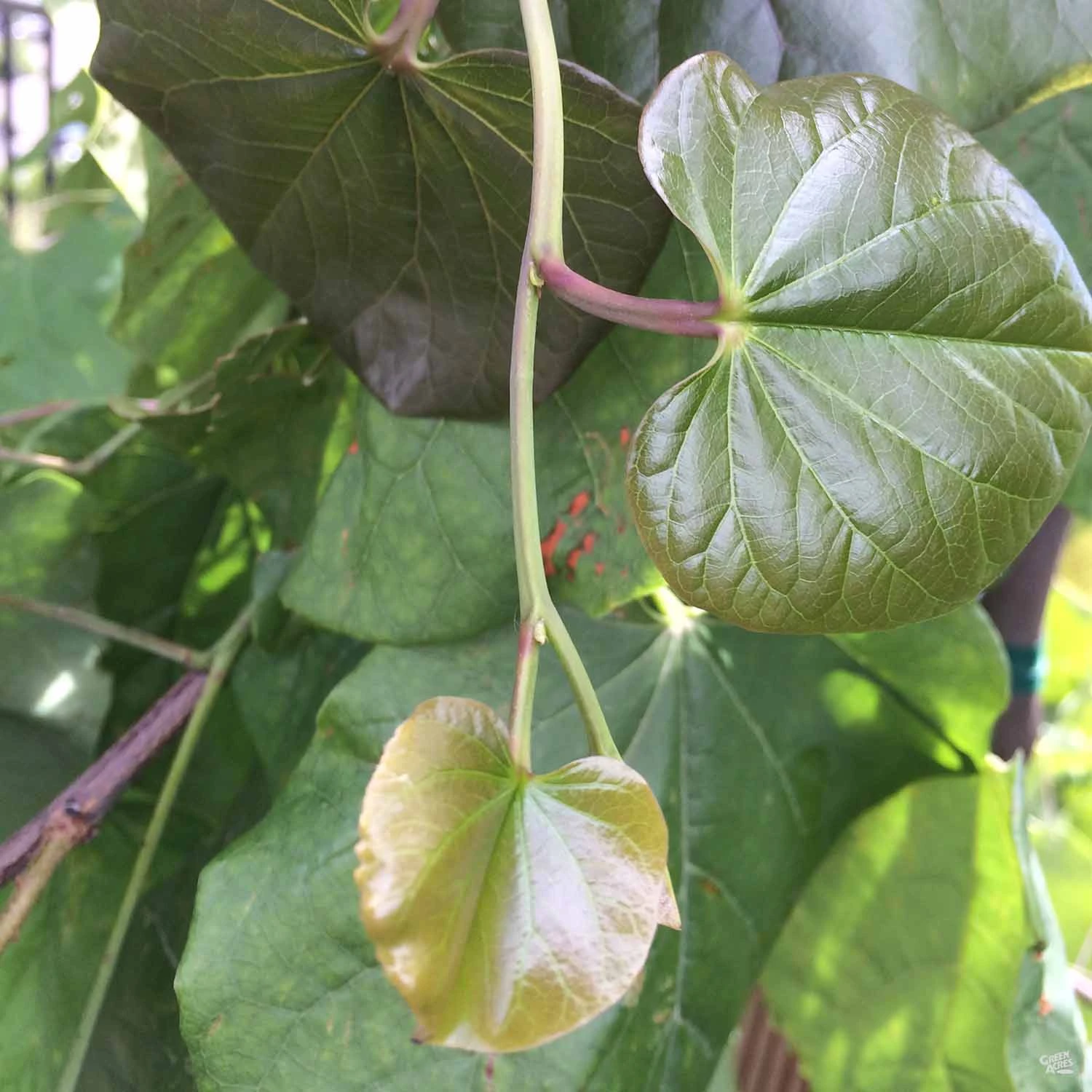 Oklahoma Redbud 4 Oklahoma Redbud - Image 4