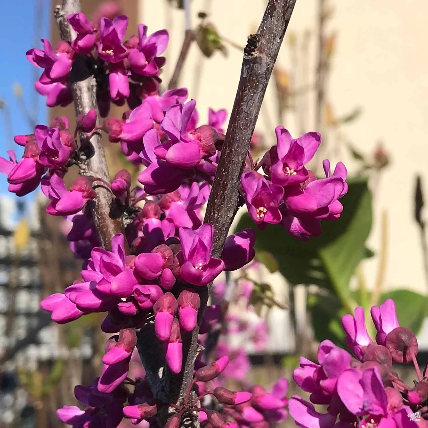 Oklahoma Redbud 2 Oklahoma Redbud - Image 2
