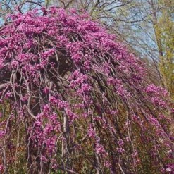 Traveller Weeping Redbud -Plant Sales Shop Cercis Traveller