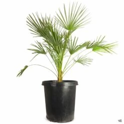 Mediterranean Fan Palm -Plant Sales Shop Chamaerops EuropeanFanPalm 15gal 38430b91 6472 4746 843a f29796b8fec8