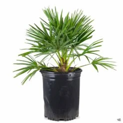 Mediterranean Fan Palm -Plant Sales Shop Chamaerops EuropeanFanPalm 5gal 4cc70f0e 9d4b 4351 8df5 bbca210f9451