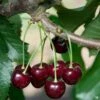 Cherry 'Black Tartarian'