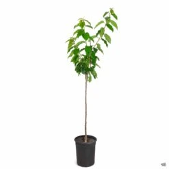 Cherry 'Stella' -Plant Sales Shop Cherry Prunus Lapins 5gal ed82f1e2 30a1 45f9 b7cd 9656931c60c9