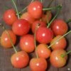 Cherry 'Montmorency Sour'
